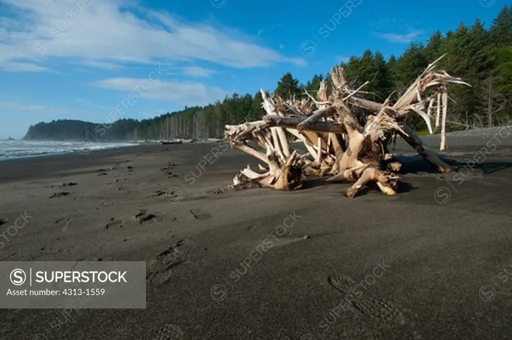 USA, Washington, Dead spruce trees on Rialto Beach in Olympic National Park