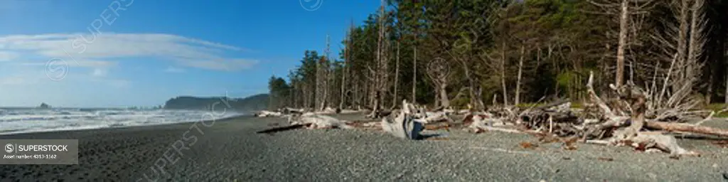 USA, Washington, Panorama shows dead spruce trees on Rialto Beach in Olympic National Park