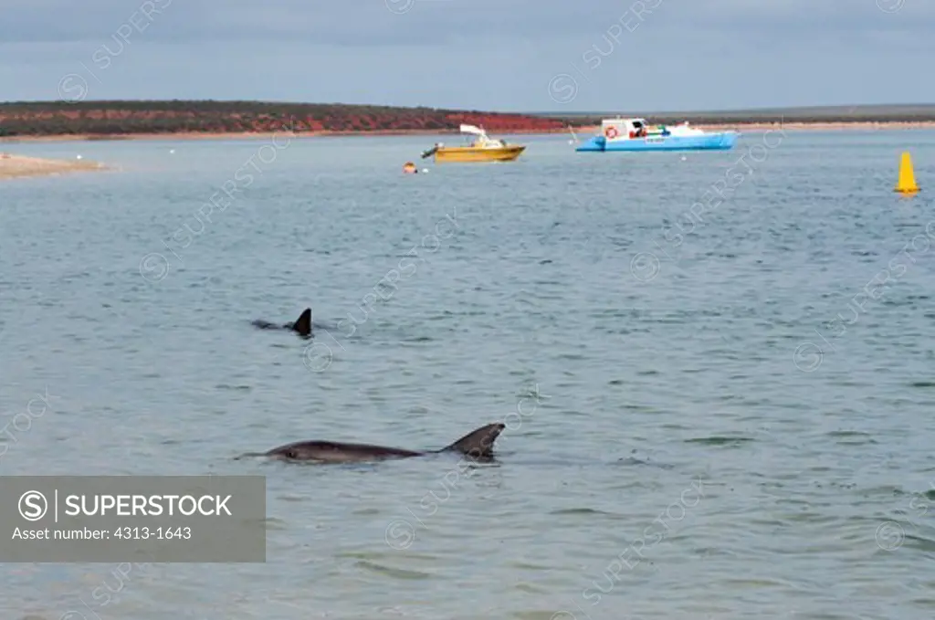 Australia, Western Australia, Shark Bay, Monkey Mia, View of Dolphins and moored boats