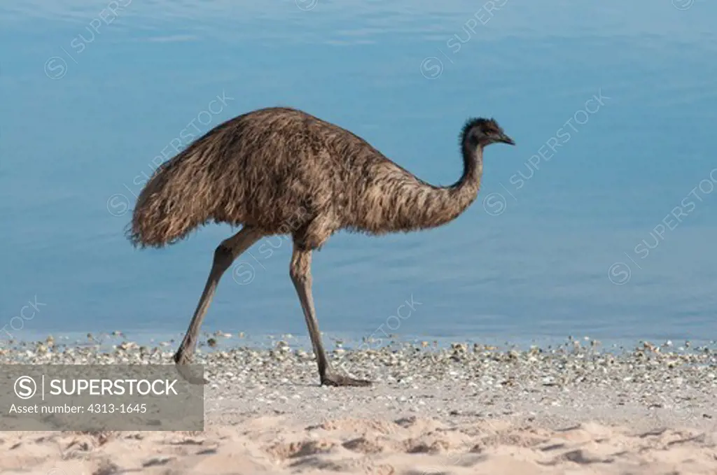 Australia, Western Australia, Shark Bay, Monkey Mia, Side view of emu walking