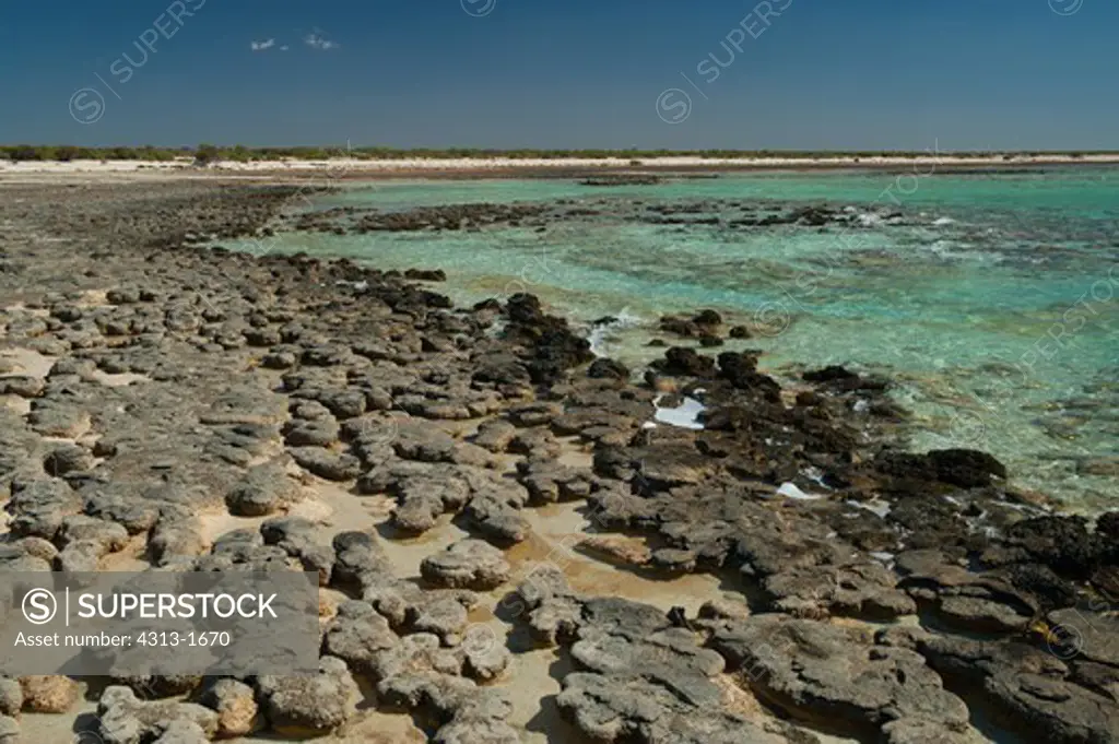 Australia, Western Australia, Shark Bay, view of Stromatolites at Hamelin Pool. Stromatolites are seen at Hamelin Pool, Shark Bay in Western Australia.
