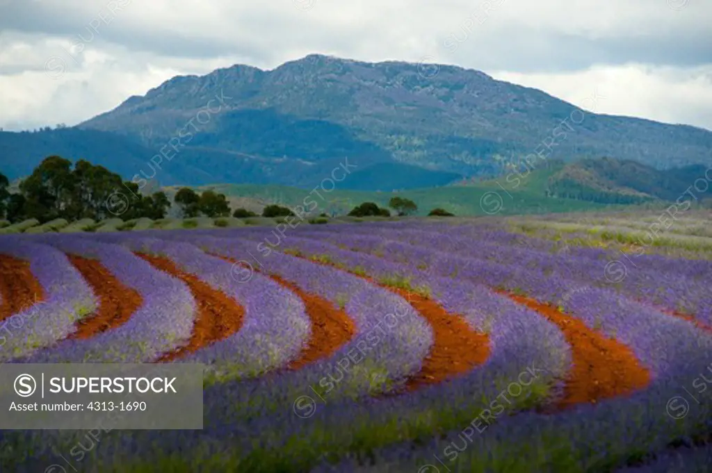 Australia, Tasmania, Rows of lavender bloom at Bridestowe lavender estate