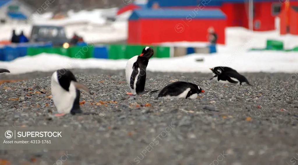 Gentoo penguins (Pygoscelis papua) at Frei Base on King George Island, South Shetland Islands, Antarctica