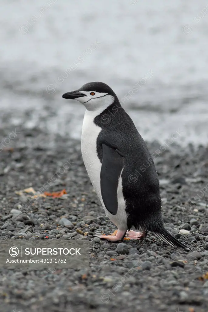 Chinstrap Penguin (Pygoscelis antarcticus), King George Island, South Shetland Islands, Antarctica