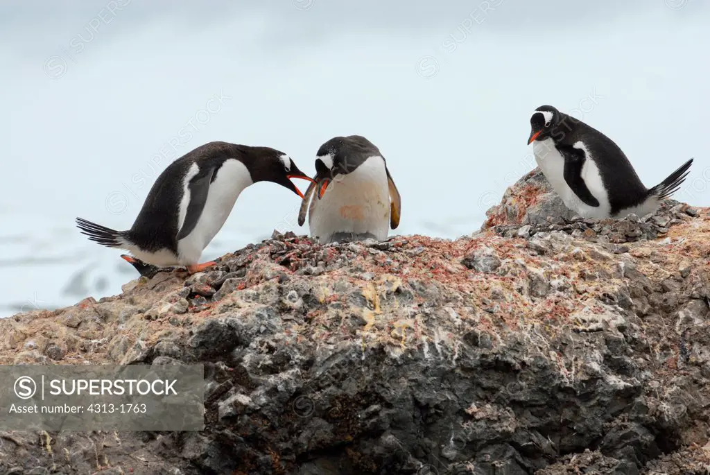 Gentoo penguins (Pygoscelis papua), King George Island, South Shetland Island