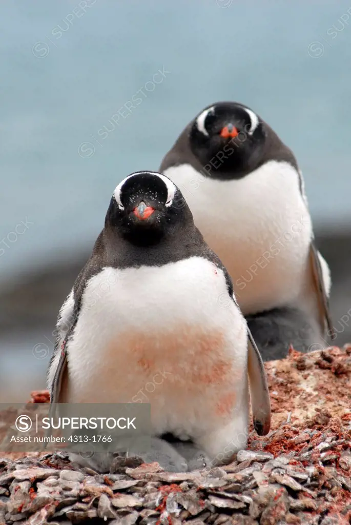 Gentoo penguins (Pygoscelis papua) with chicks, King George Island, South Shetland Island