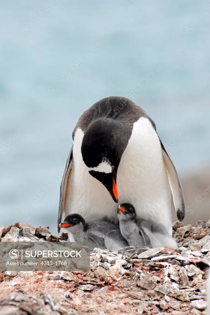 Gentoo penguin (Pygoscelis papua) with chicks, King George Island, South Shetland Island