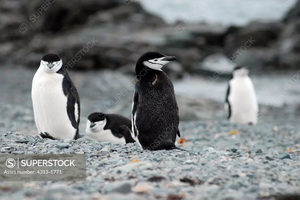 Chinstrap Penguin (Pygoscelis antarcticus), King George Island, South Shetland Islands, Antarctica
