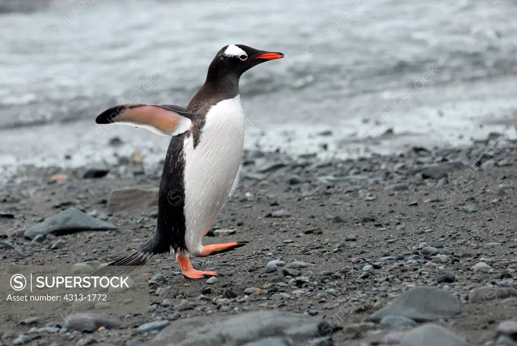 Gentoo penguins (Pygoscelis papua), King George Island, South Shetland Island