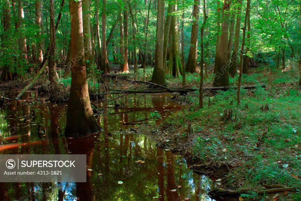 Boardwalk in a forest of bald cypress and other hardwood trees, Congaree National Park, South Carolina, USA