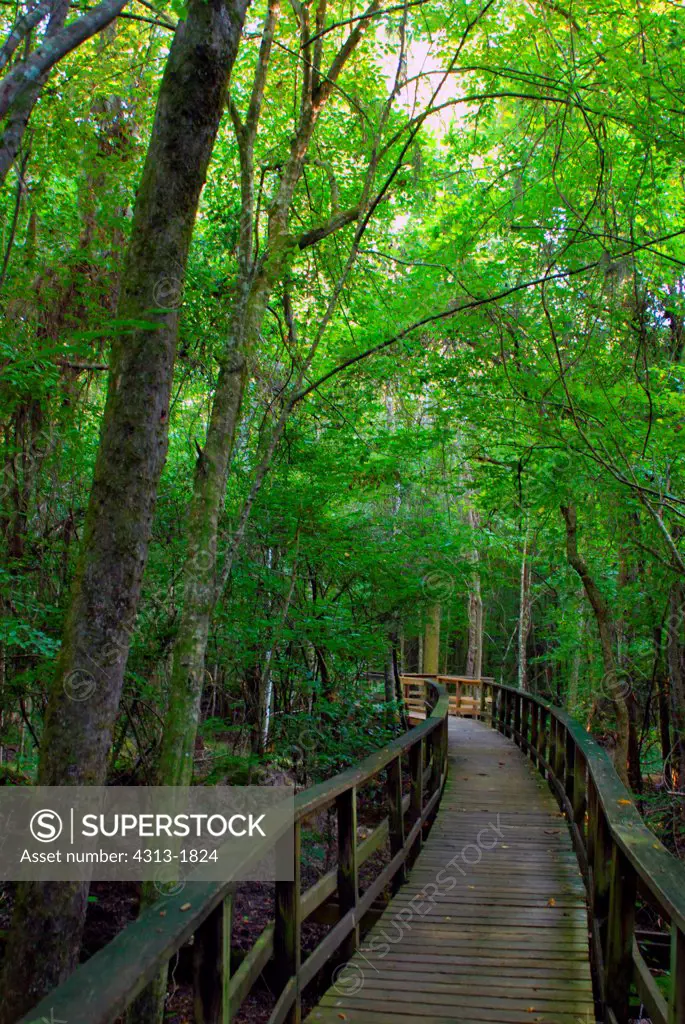 Boardwalk in a forest, Congaree National Park, South Carolina, USA