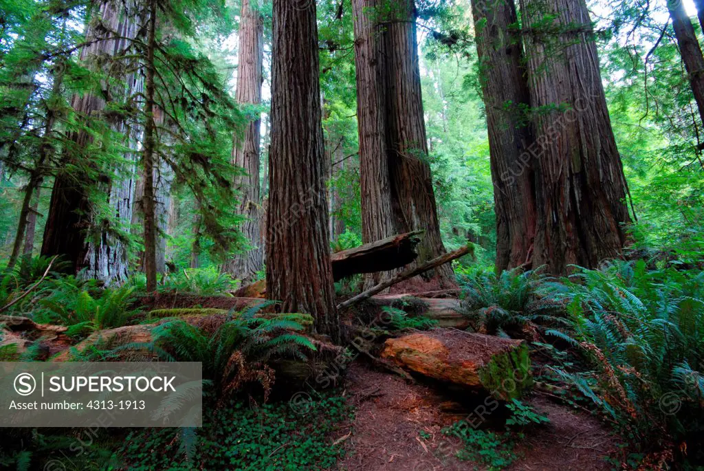 Redwood trees in a forest, Redwood National Park, California, USA