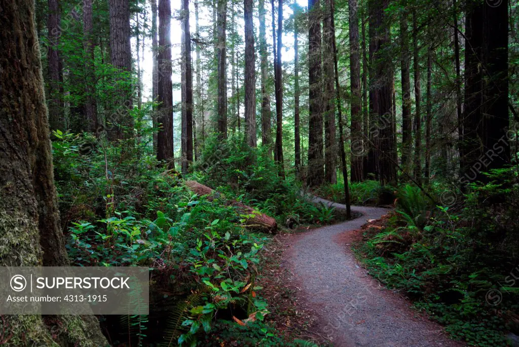Trail passing though a redwood forest, Redwood National Park, California, USA