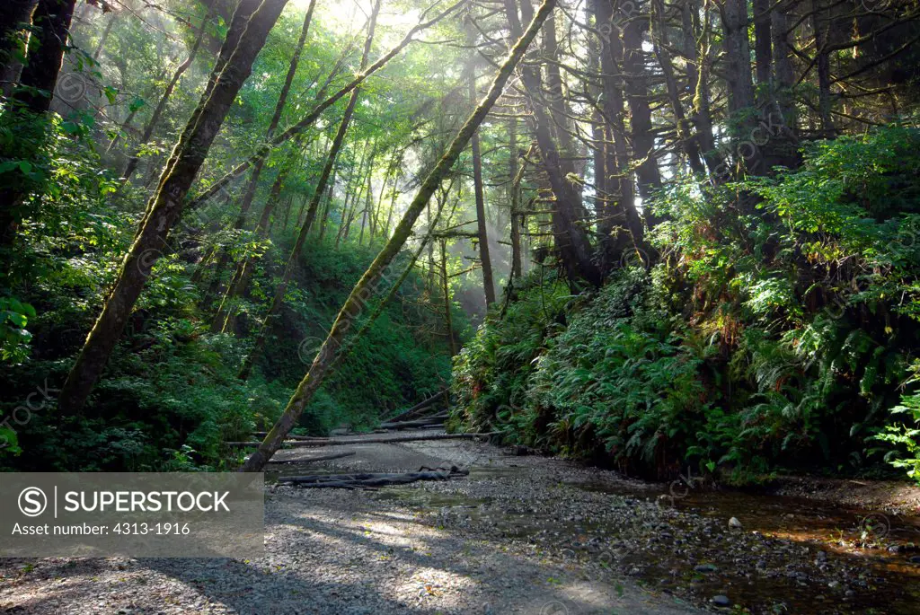 Prairie Creek Redwoods State Park, Humboldt County, California, USA