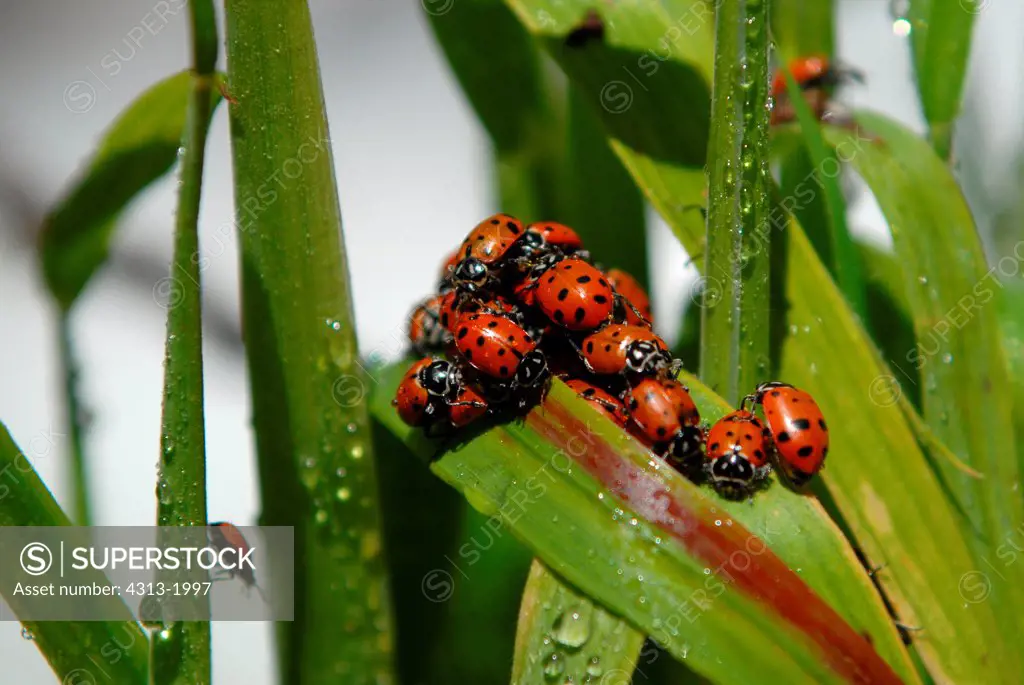 Ladybugs congregate on leaves near Vernal Fall in Yosemite National Park, California, USA