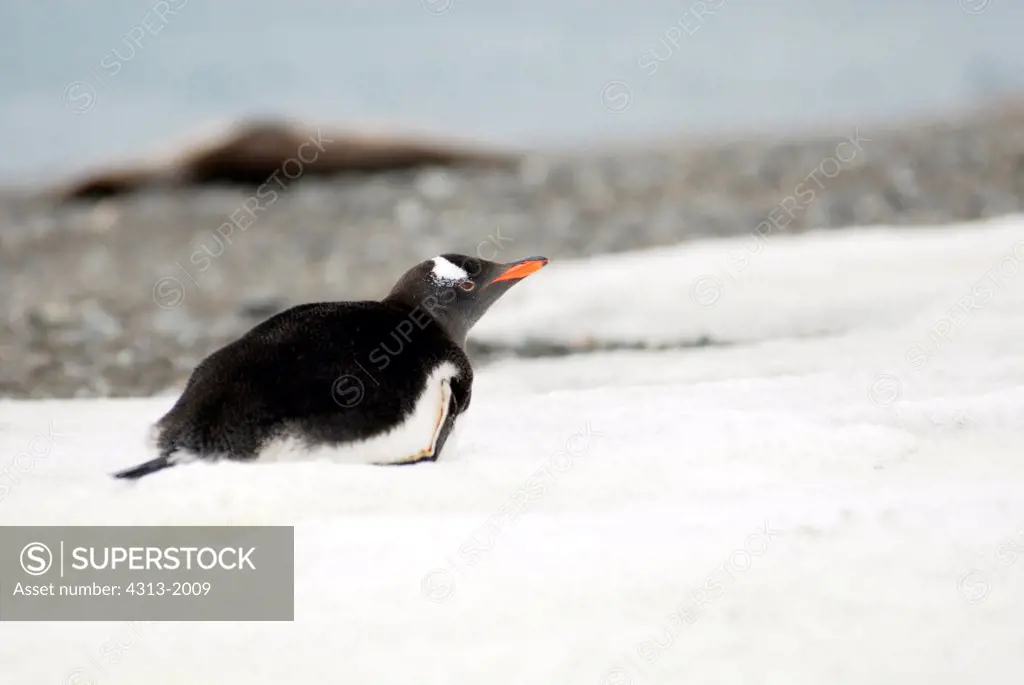 Antarctica, South Shetland Islands, King George Island, Gentoo penguin