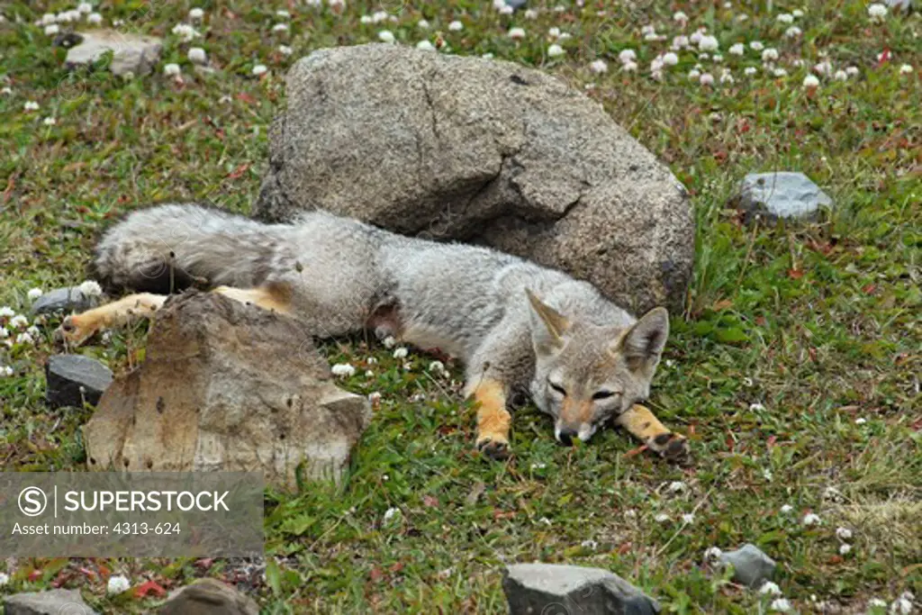 Fox Naps in Meadow