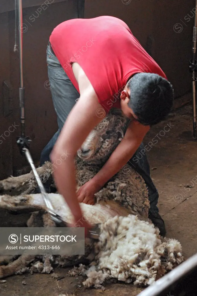 Sheering Sheep