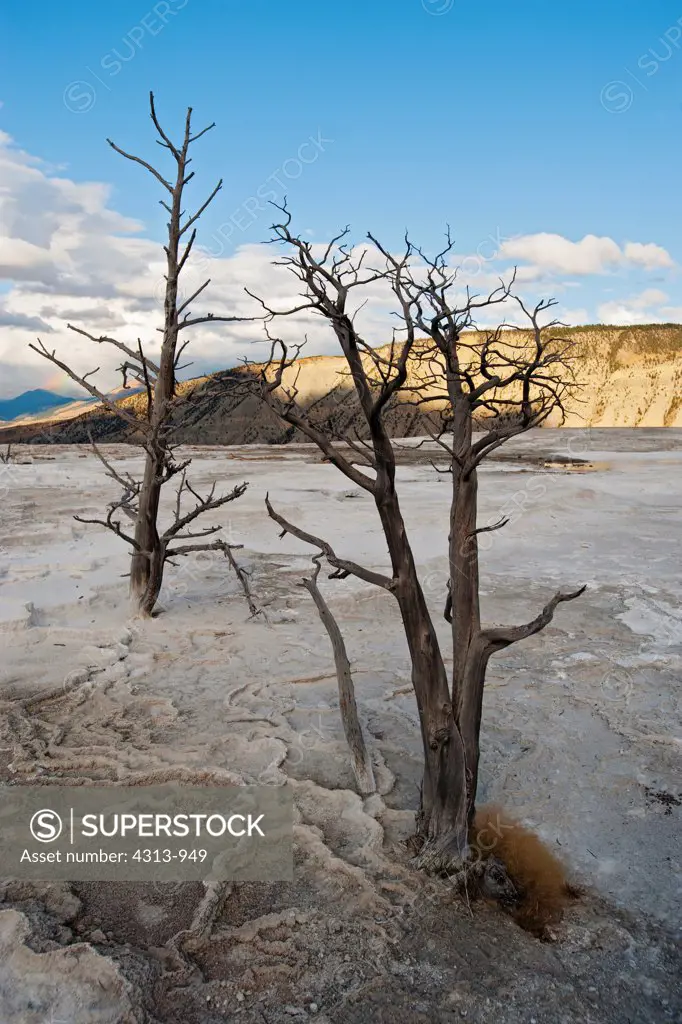 Dead Trees in Mineral Deposits at Mammoth Hot Springs