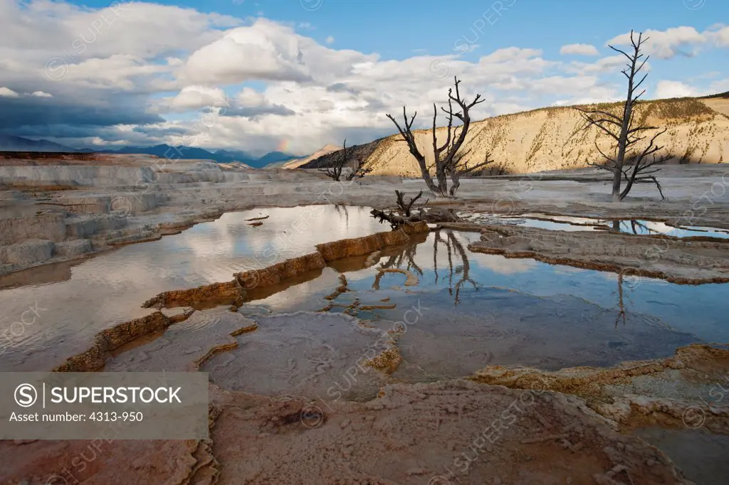 Dead Trees in Mineral Deposits at Mammoth Hot Springs
