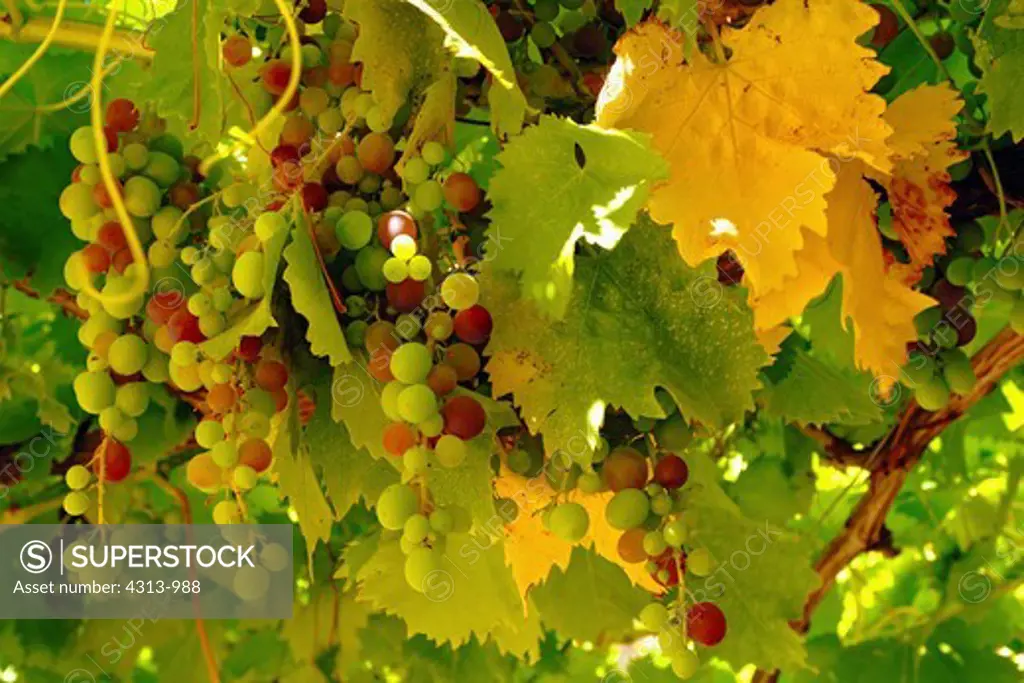 Ripening Grapes on the Vine