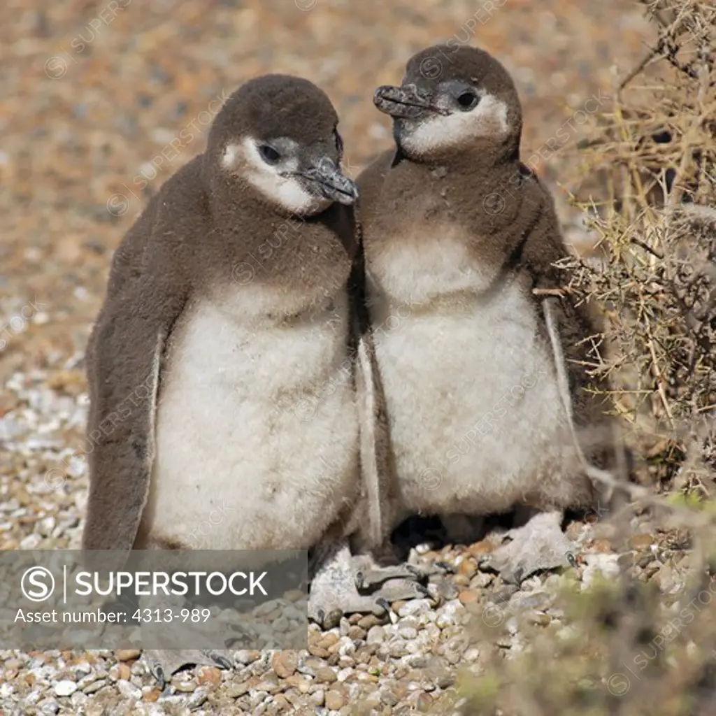 Two Magellanic Penguin Chicks Huddling Close Together