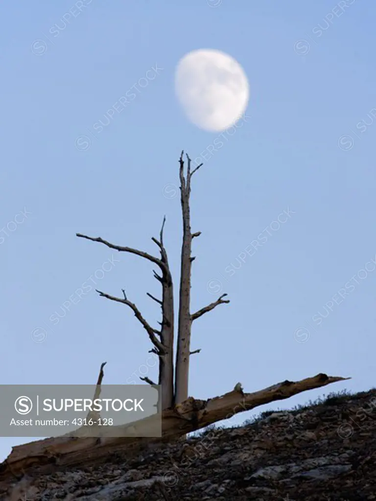 Waxing Gibbous Moon Rises above Bristlecone Pines