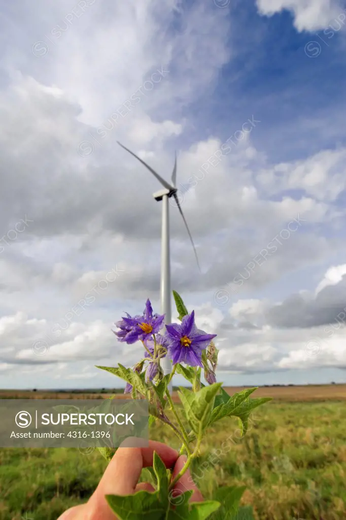 Human Hand Holding a Wildflower Beneath a Large Wind Turbine Near Weatherford, Oklahoma