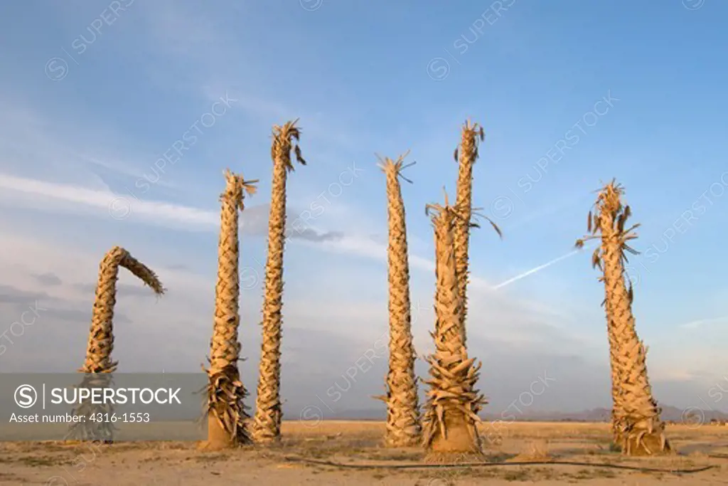 Dead Palm Trees at the Site of a One-Time Promised Real Estate Development in the Southern California Desert