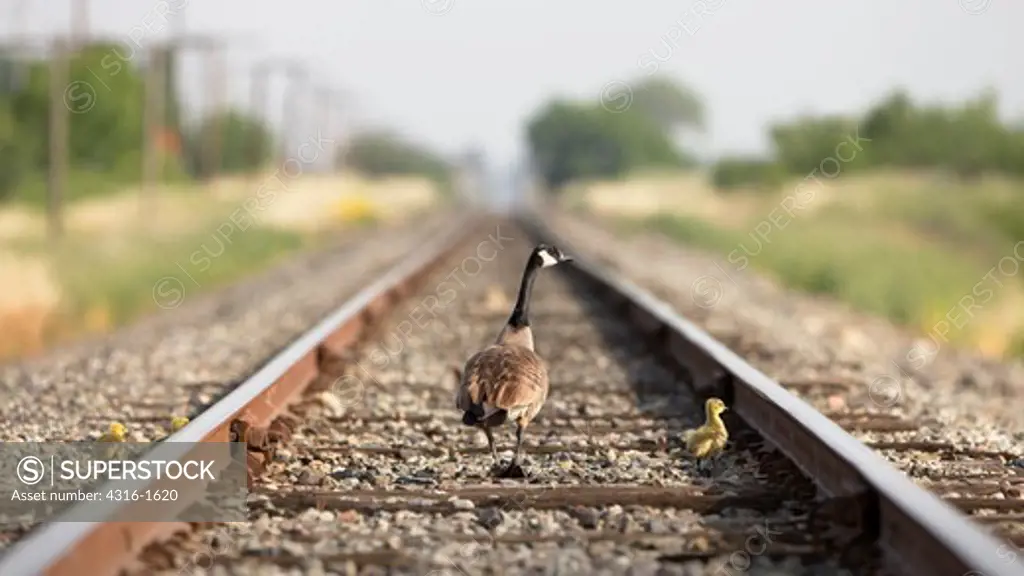 Mother Canadian Goose and Gosling Crossing a Railroad Track