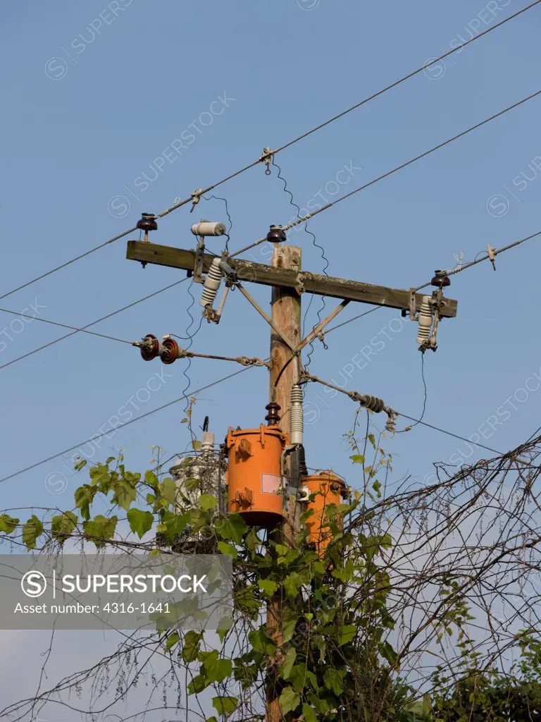 Overgrown Power Transformer and Power Lines