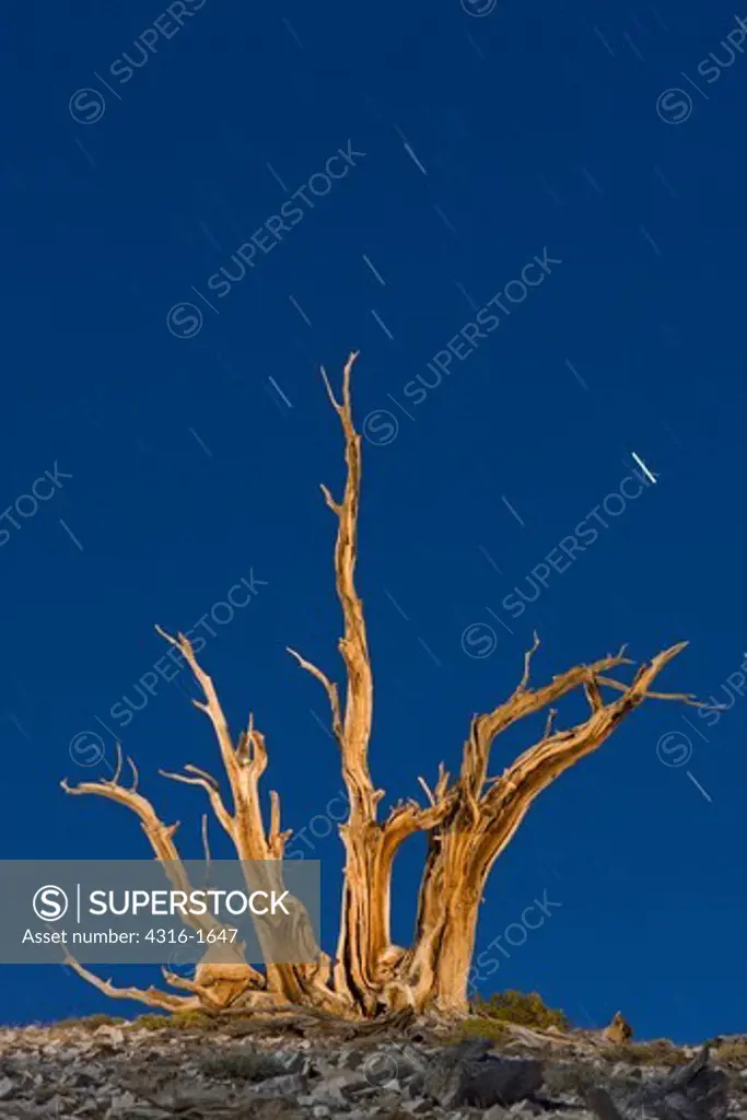 Stars and Bristlecone Pine
