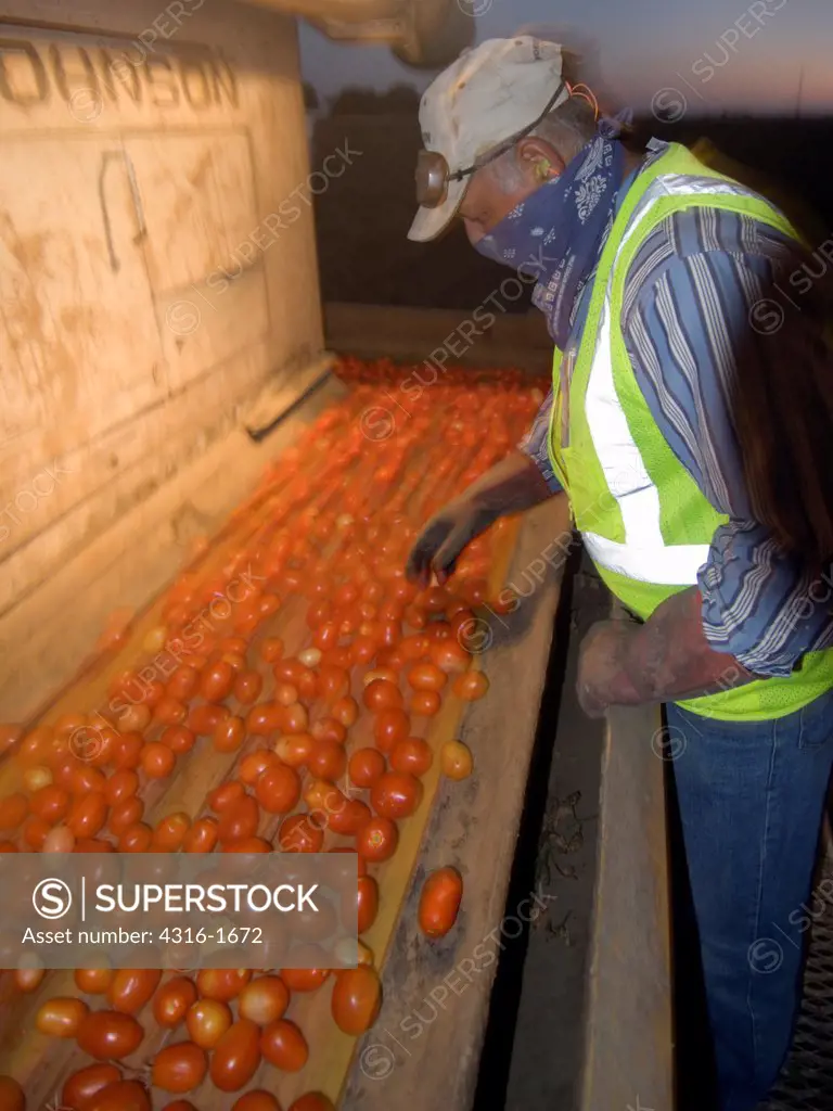 Sorting Undesirable Tomatoes Before Dawn