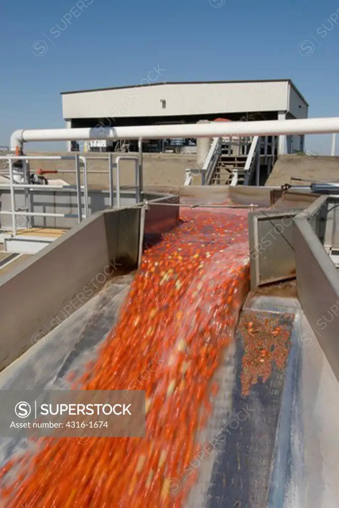 Raw Tomatoes Pouring Through a Flume
