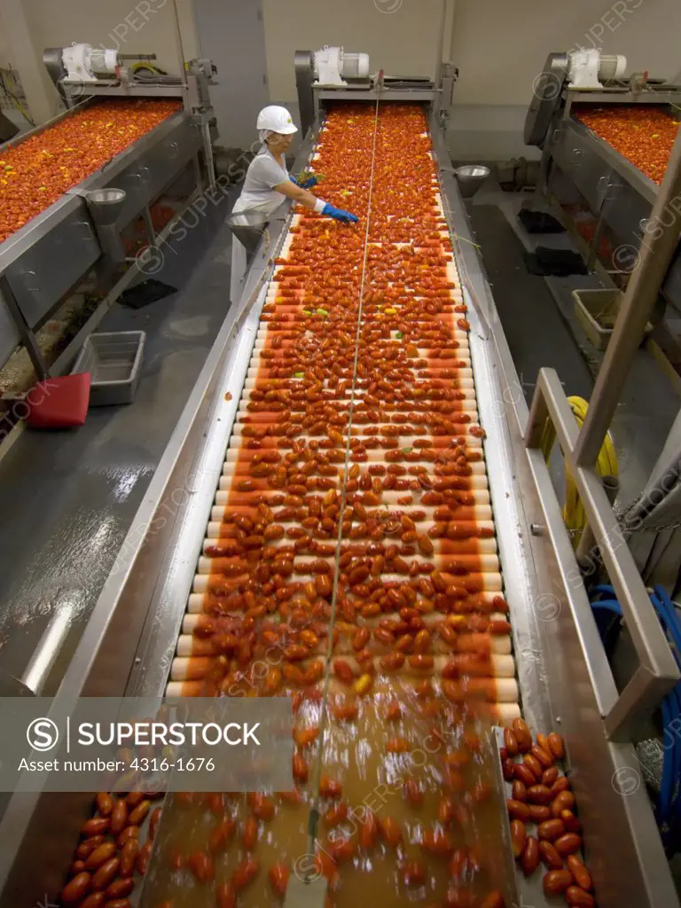 Worker Sorting Tomatoes in a Processing Facility