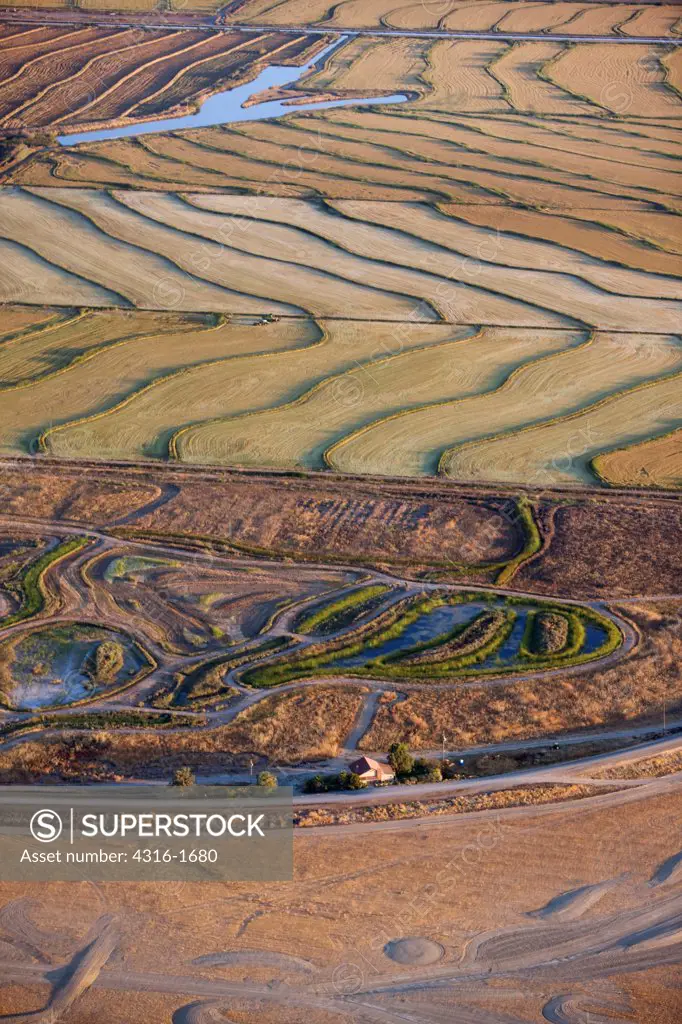 Terraced Rice Fields in Sacramento River Delta