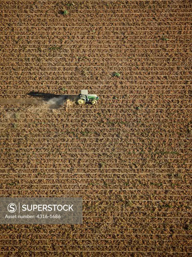 Farm Tractor in Tomato Field