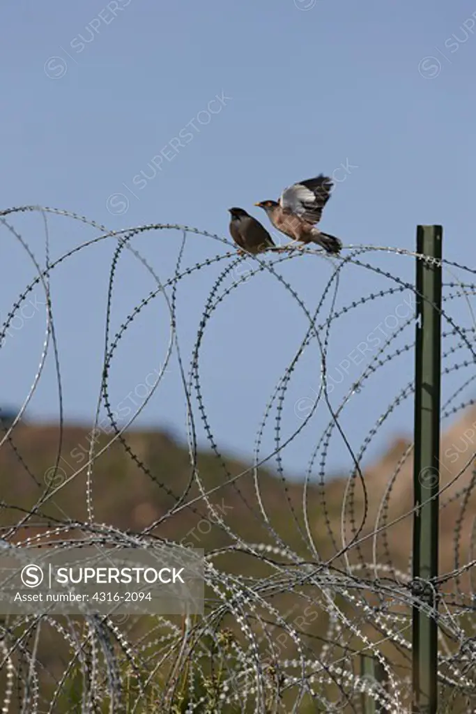 Birds Atop  Razor Wire At Forward Operating Base in Afghanistan