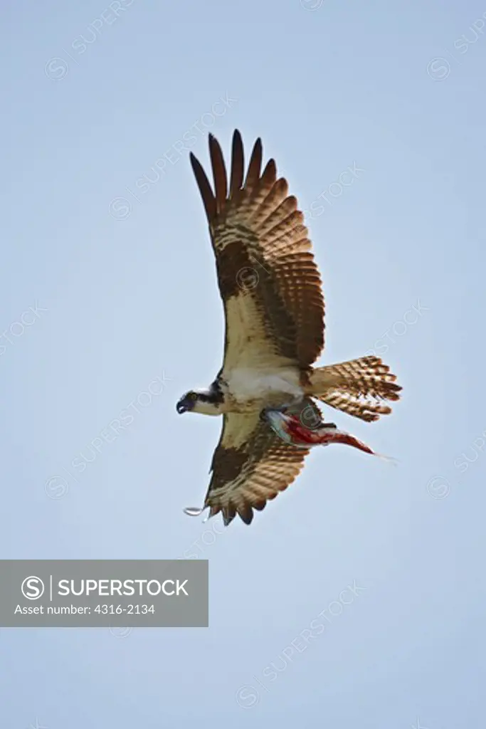 Osprey Flies Away With a Just-Caught Fish