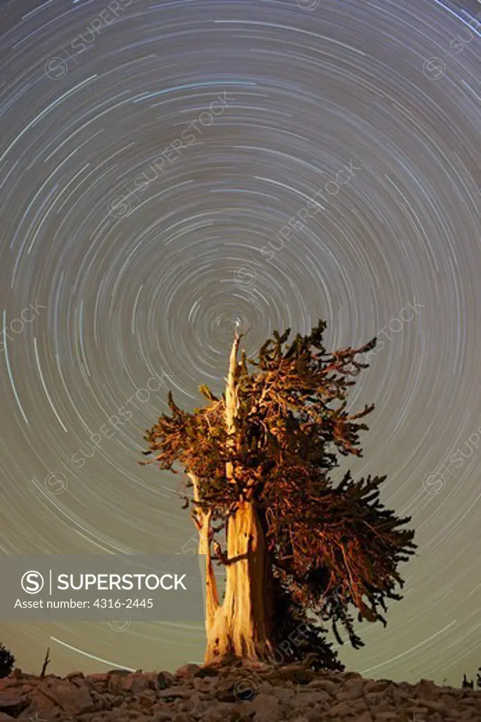 With the top of a bristlecone pine tree of the Patriarch Grove of California's White Mountains centered near Polaris, the North Star. The revolution of the earth over the course of two hours scribes the circular path of stars about Polaris. The star trails appear to be a vortex surrounding the bristlecone pine (Pinus longaeva), in the ancient bristlecone pine forest in the Inyo National Forest. The bent wood is known to geographers as krumholz, and is caused by the winds of the area over time.