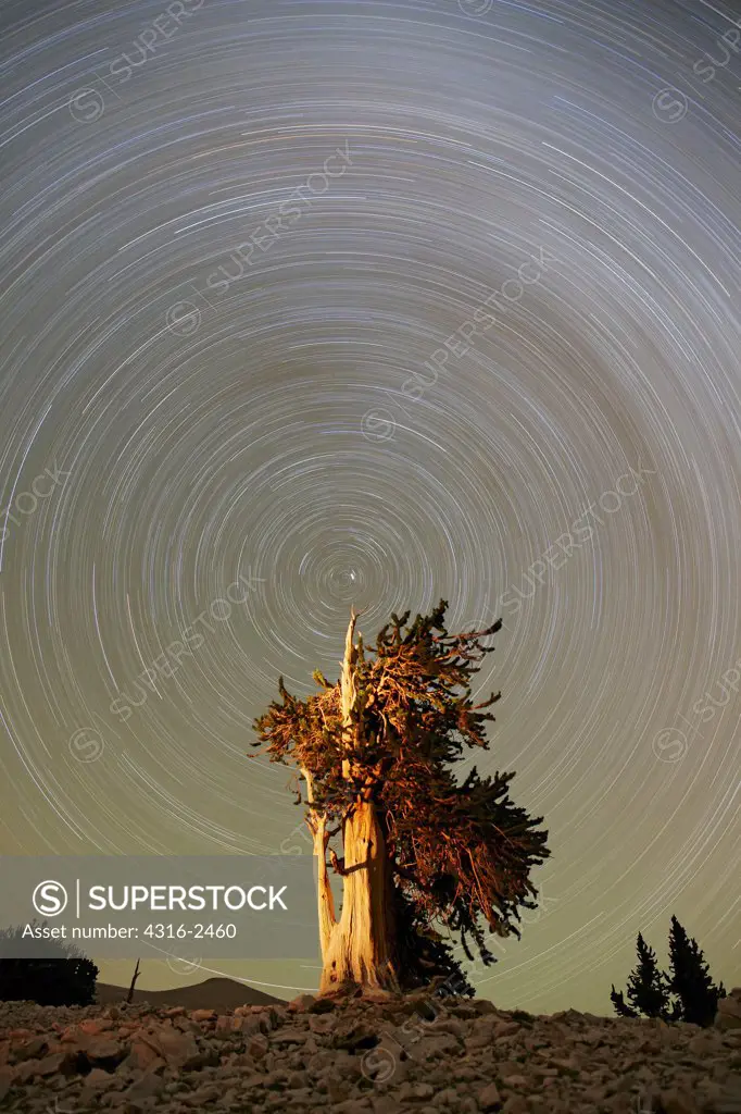 With the top of a bristlecone pine tree of the Patriarch Grove of California's White Mountains centered near Polaris, the North Star, the revolution of the earth over the course of two hours scribes the circular path of stars about Polaris. The star trails appear to be a vortex surrounding the bristlecone pine (Pinus longaeva) in the ancient bristlecone pine forest in the Inyo National Forest. The bent wood is known to geographers as krumholz, and is caused by the winds of the area over time.