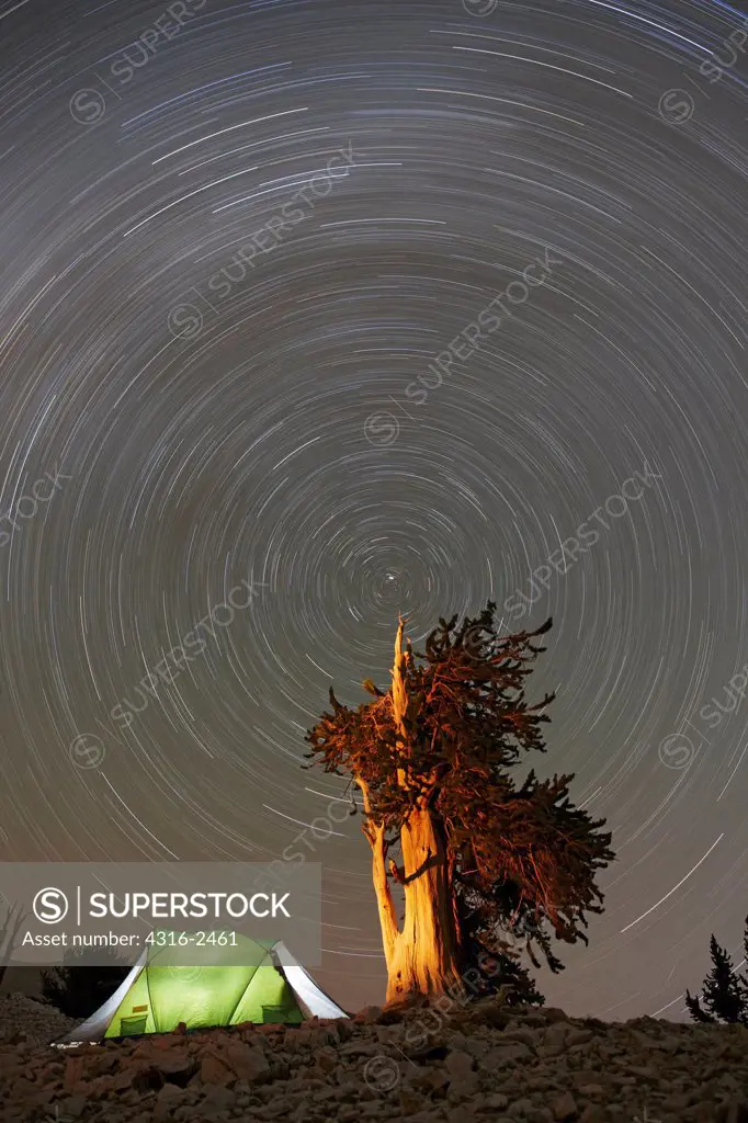 With the top of a bristlecone pine tree of the Patriarch Grove of California's White Mountains centered near Polaris, the North Star, and a tent at the tree's base, the revolution of the earth over the course of two hours scribes the circular path of stars about Polaris. The star trails appear to be a vortex surrounding the bristlecone pine (Pinus longaeva), in the ancient bristlecone pine forest in the Inyo National Forest. The bent wood is known to geographers as krumholz, and is caused by the
