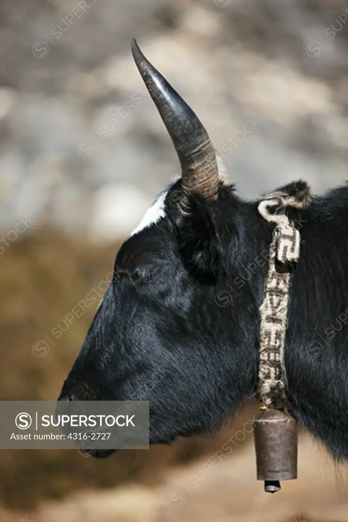 A close-up of a yak resting near Mount Everest, Nepal.