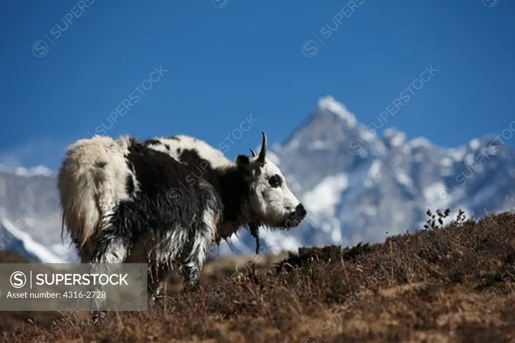 A yak grazes under Lhotse, the world's fourth highest mountain.