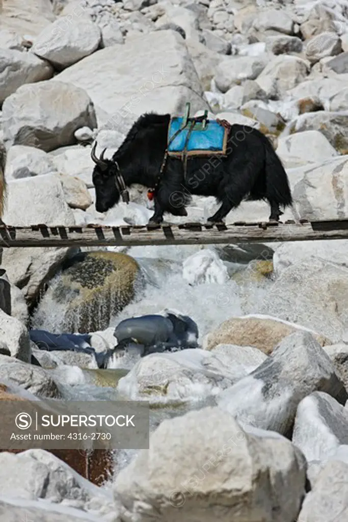 A yak crosses a wooden bridge near Mount Everest.