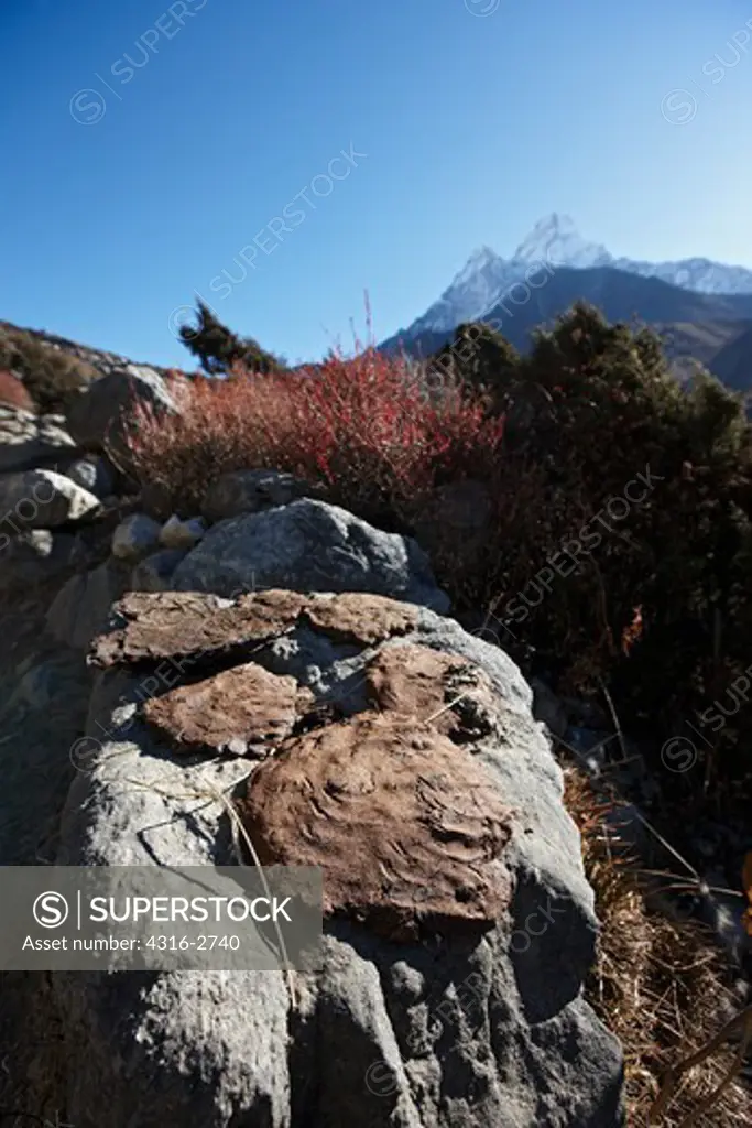 In high altitude villages, Nepalese use dried yak dung for stove fuel. Here, yak dung is drying on a rock below Ama Dablam, in the Everest region of Nepal.