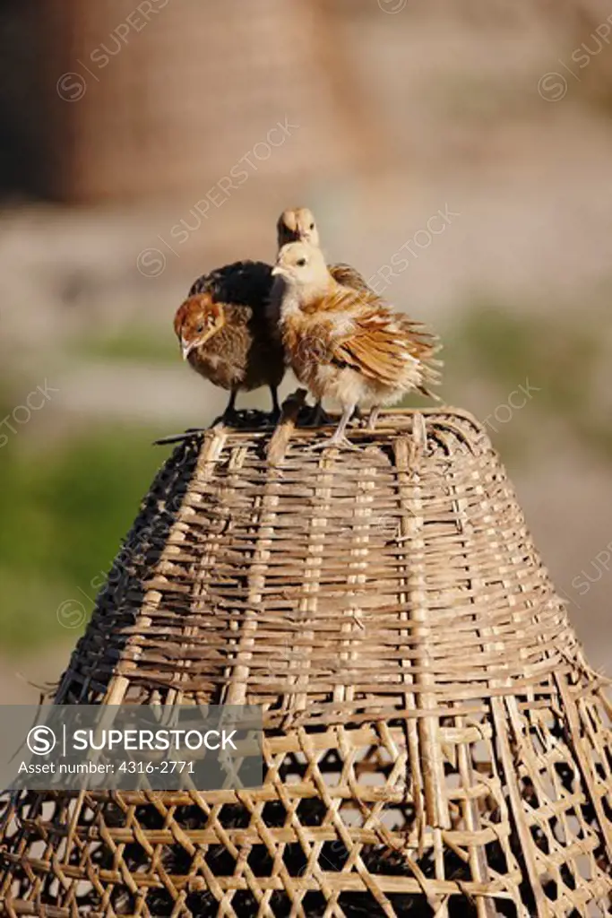 Baby chicks sitting on a basket. The mother hen is kept inside the basket.