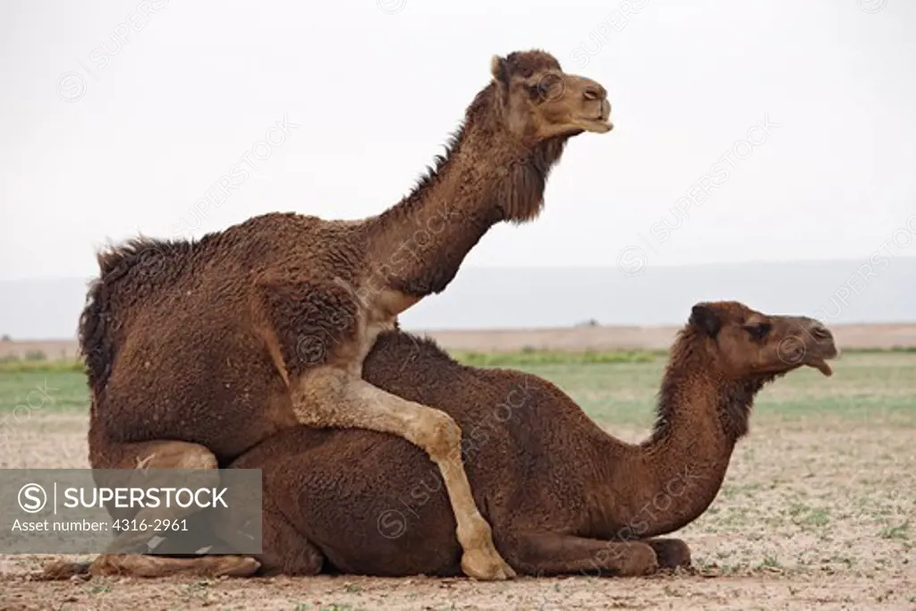 Mating camels (Camelus dromedarius), in the Erg Chegaga, interior Sahara Desert, Morocco.