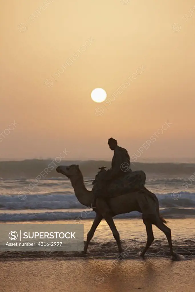 A camel and rider walk in the waves north of Agadir, Morocco.