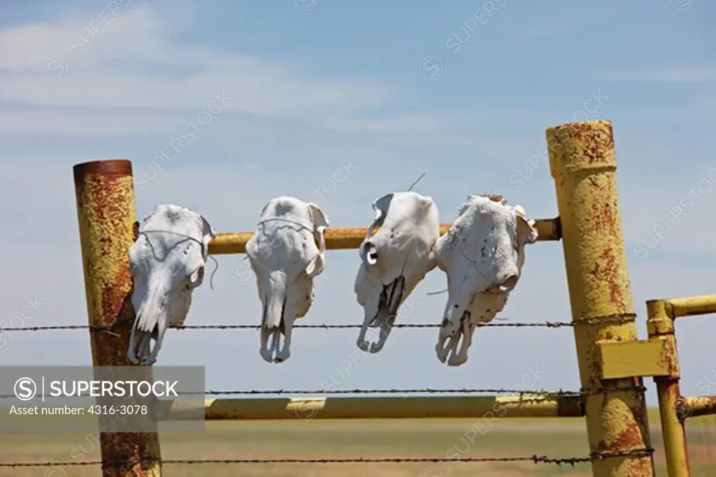 Cattle skulls on a gate in Vega, Texas.